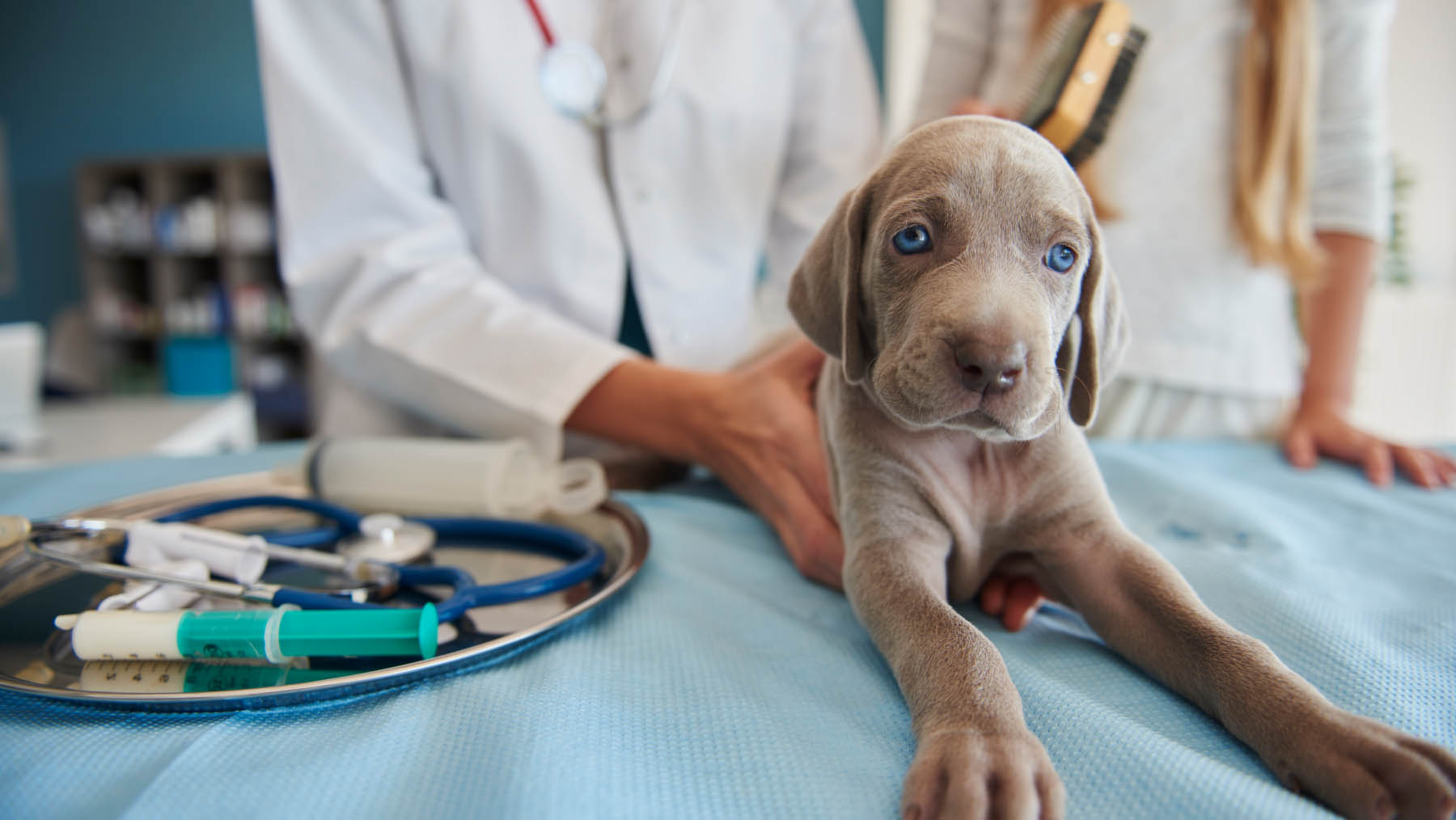 a dog getting treated by a vet