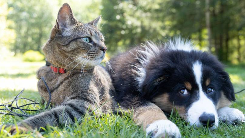 a tabby cat and a puppy laying on a lawn