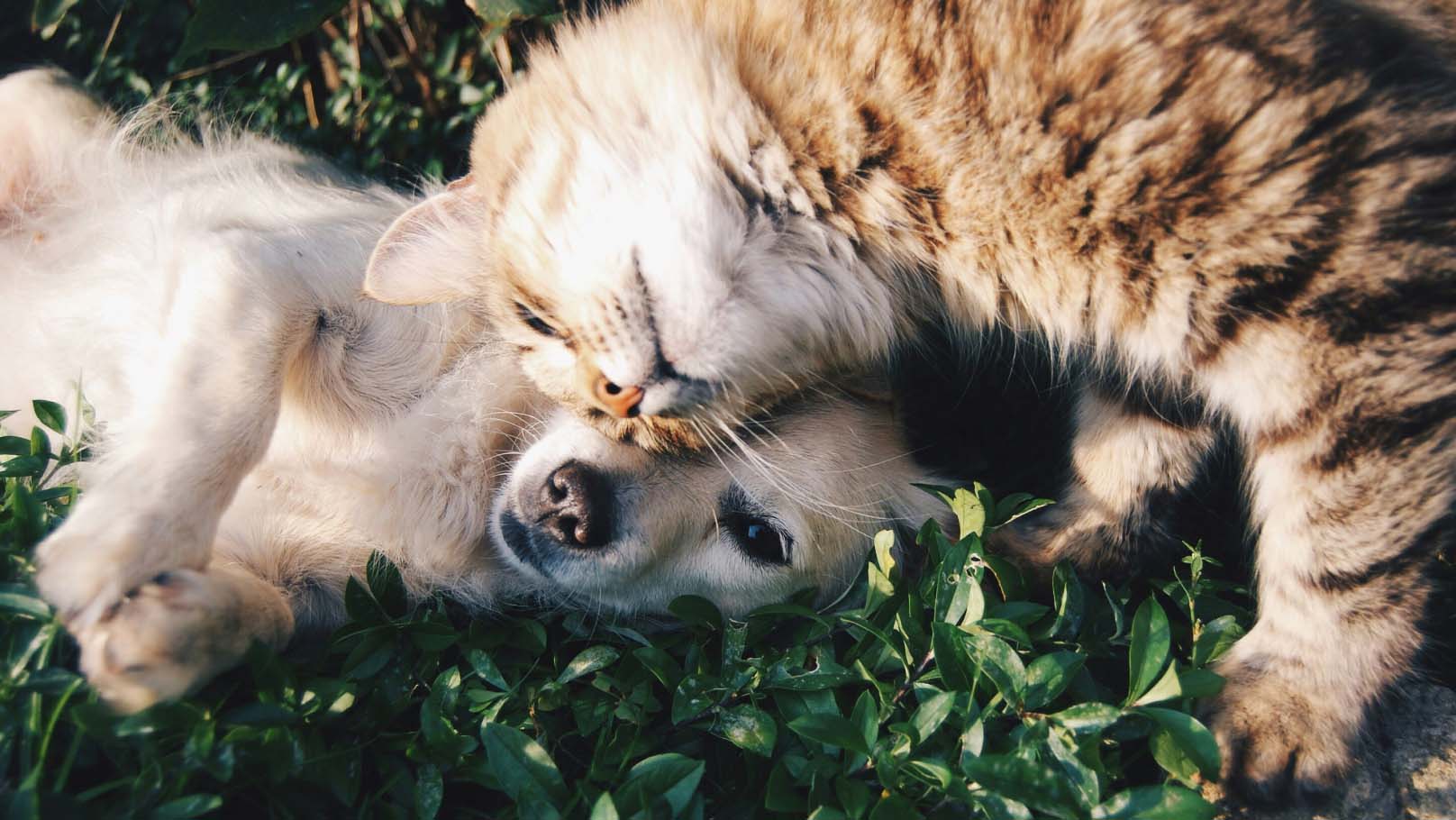 a cat and dog snuggling on a lawn