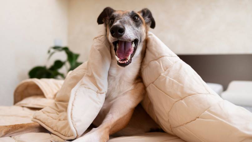 Smiley greyhound dog laying in bed